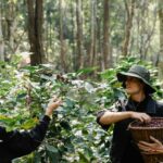 Bearings - Farmers Harvesting Coffee