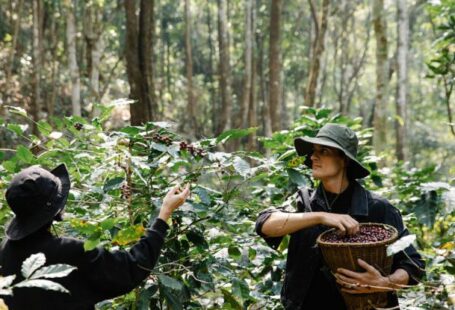 Bearings - Farmers Harvesting Coffee