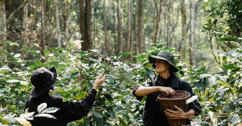 Bearings - Farmers Harvesting Coffee