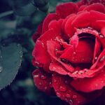 Damping Techniques - Selective Focus Photography of a Red Rose