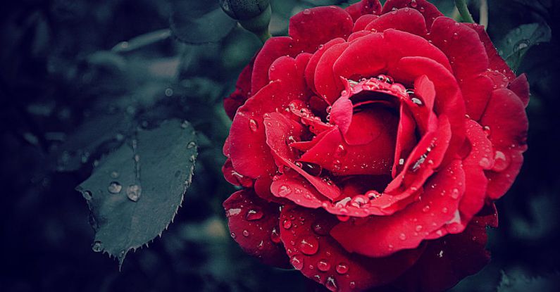 Damping Techniques - Selective Focus Photography of a Red Rose