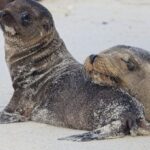 Seal Failures - Sea Lion Mom and Pup