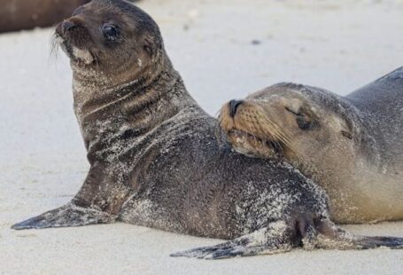 Seal Failures - Sea Lion Mom and Pup