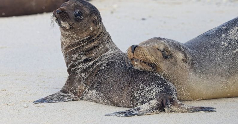 Seal Failures - Sea Lion Mom and Pup